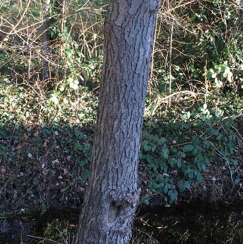 Merkmale des Lebens: Baum