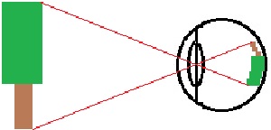 Menschliches Auge Lichtverlauf